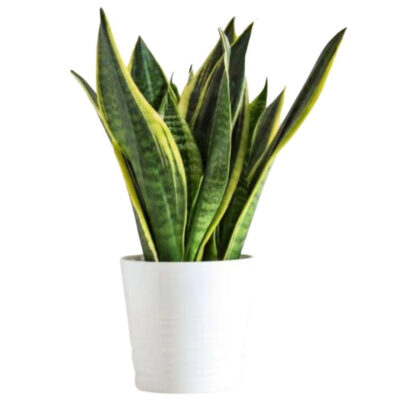 Air Purifying Live Indoor Snake Plant in Plastic Pot houseplants