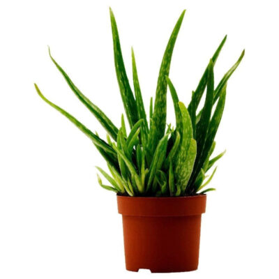 Aloe Vera Plants Without  Pot(700 g)