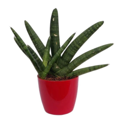 Air Purifying Live Indoor Snake Plants in Plastic Pot houseplant(700 g)