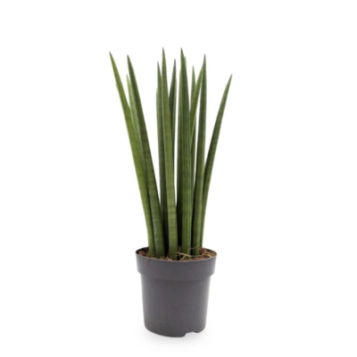 Air Purifying Live Indoor Snake Plants in 4 inch Plastic Pot houseplant(700 g)