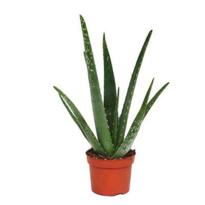 Aloe Vera Plants With  Pot(4 inch pot)