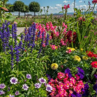 OUTDOOR PLANTS