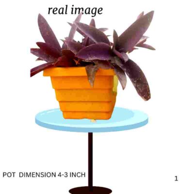 Purple Heart Live Plant | Wandering Jew | Tradescantia Pallida Pot 4 inch