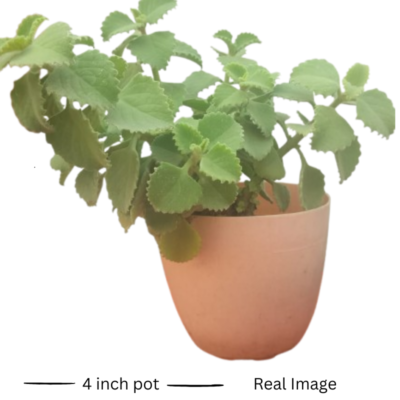 Mexican Mint Ajwain Karpuravalli Leaves Live Plant | Indian-borage | Cuban-oregano with pot  4 inch